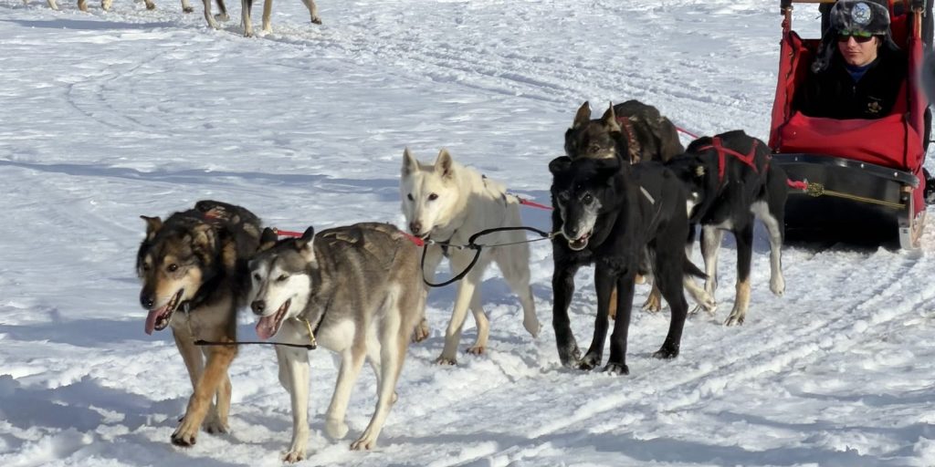 Troop 229 Scout riding in a dog sled pulled by a husky team